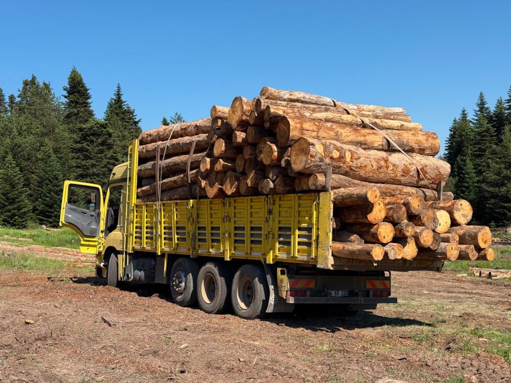Yellow truck loaded with logs in a forest on a sunny day.